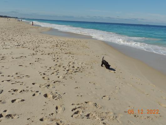 Perth City Beach dog